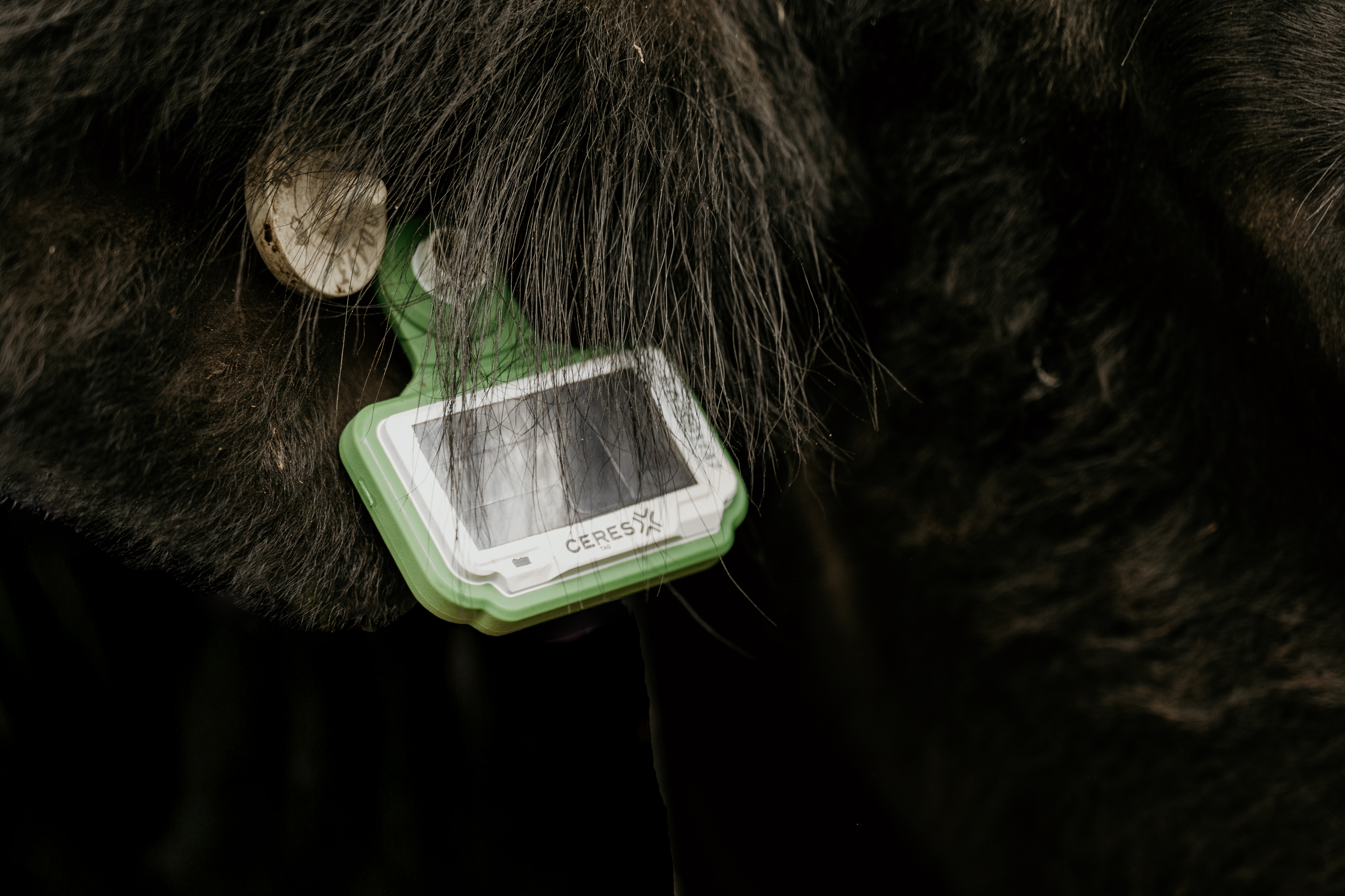 GPS ear tags for cattle — 2026 technology comparison