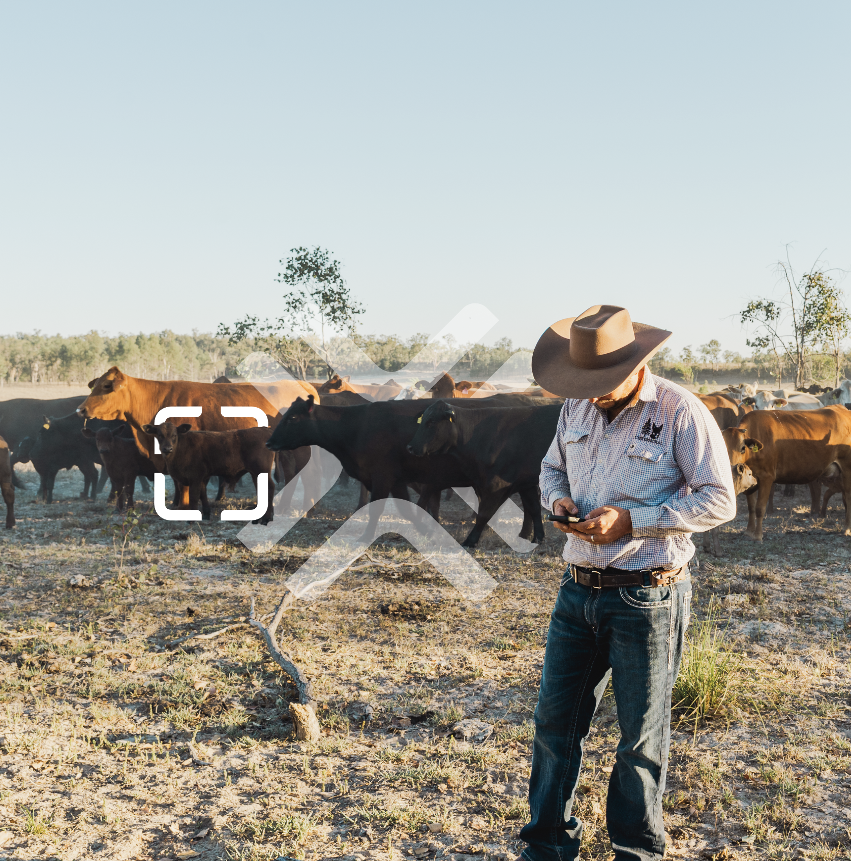 Cattle with Ceres GPS satellite ear tags — TerraOptics ranch management