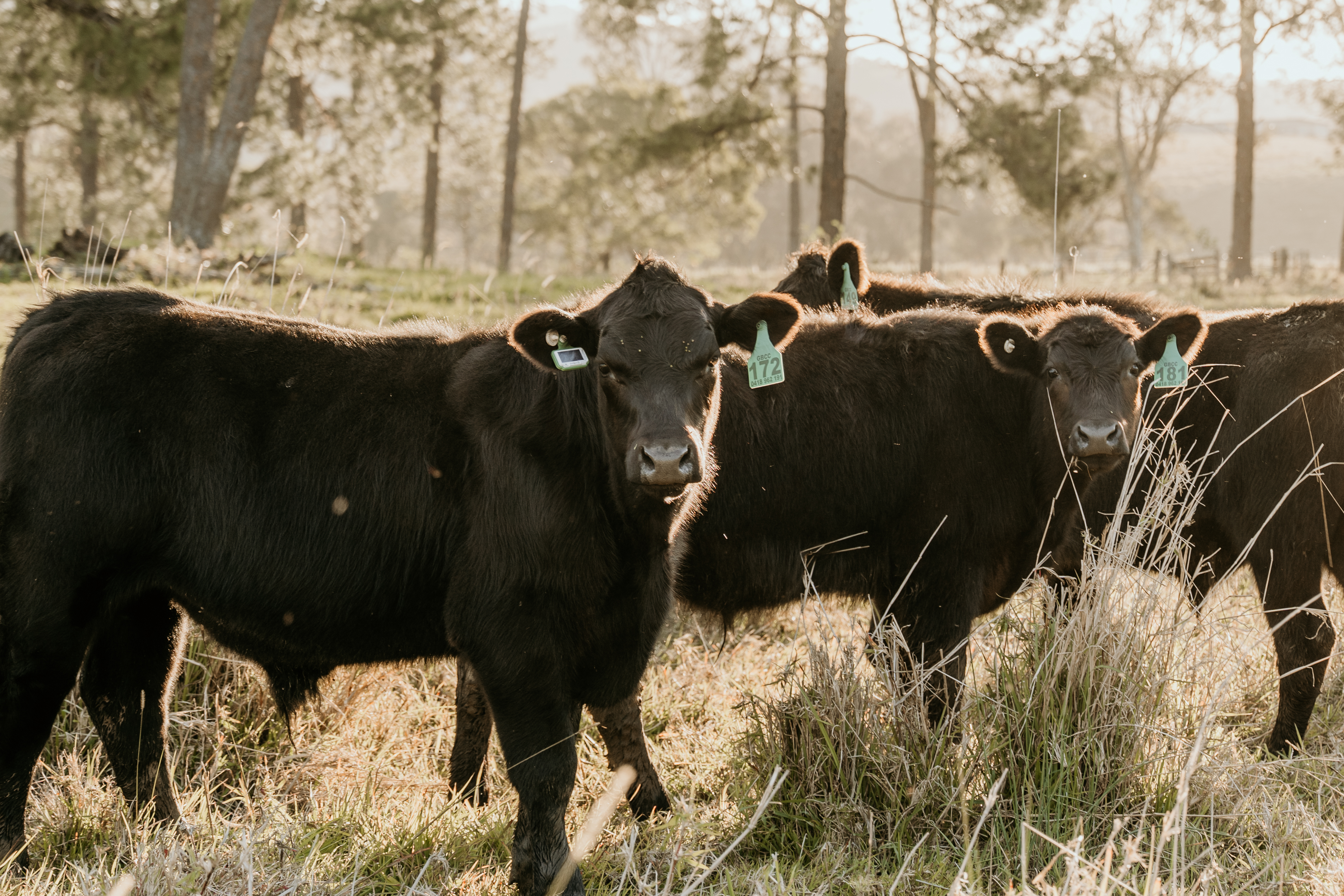 Ceres GPS cattle ear tags