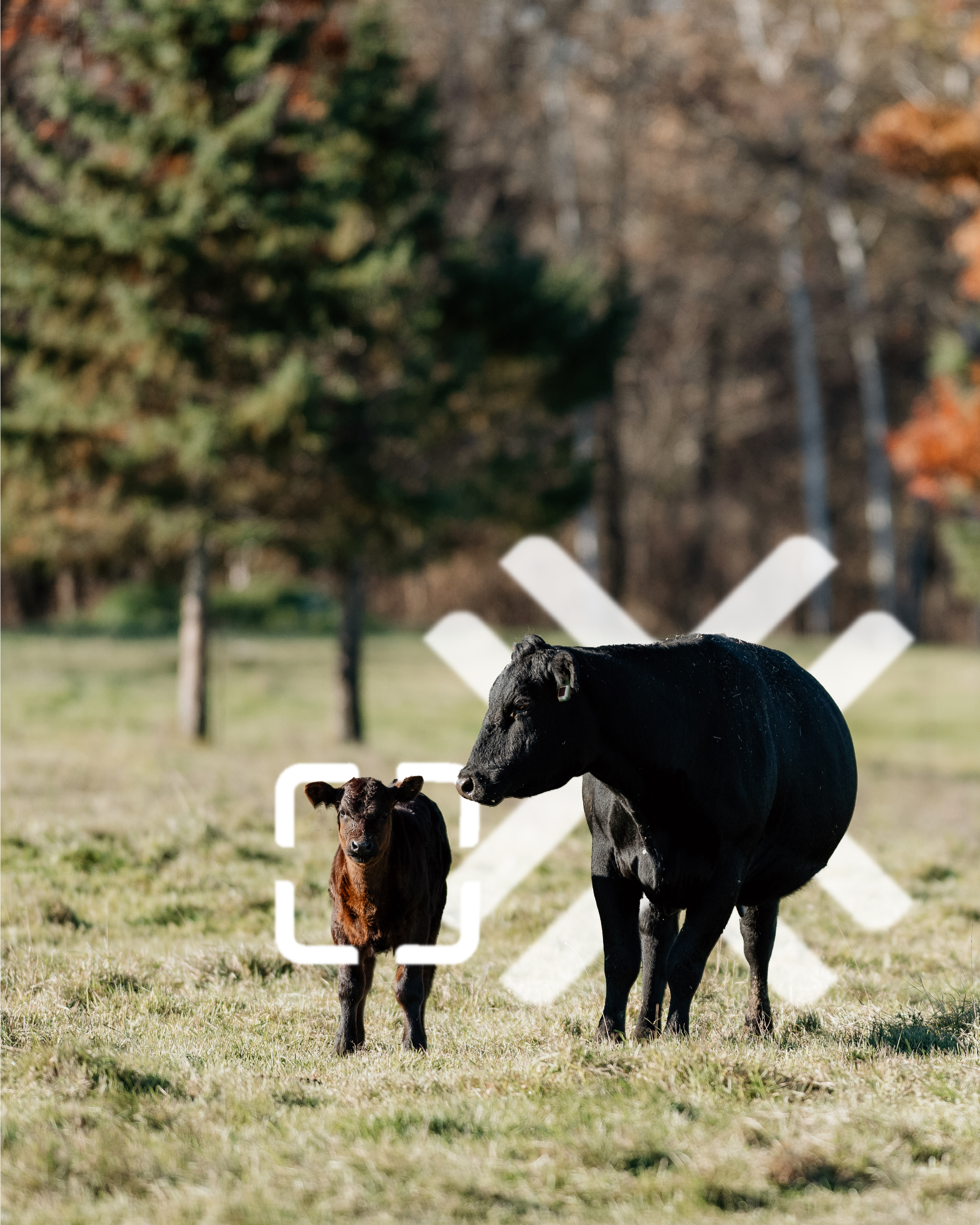 TerraOptics cow calf pair on ranch