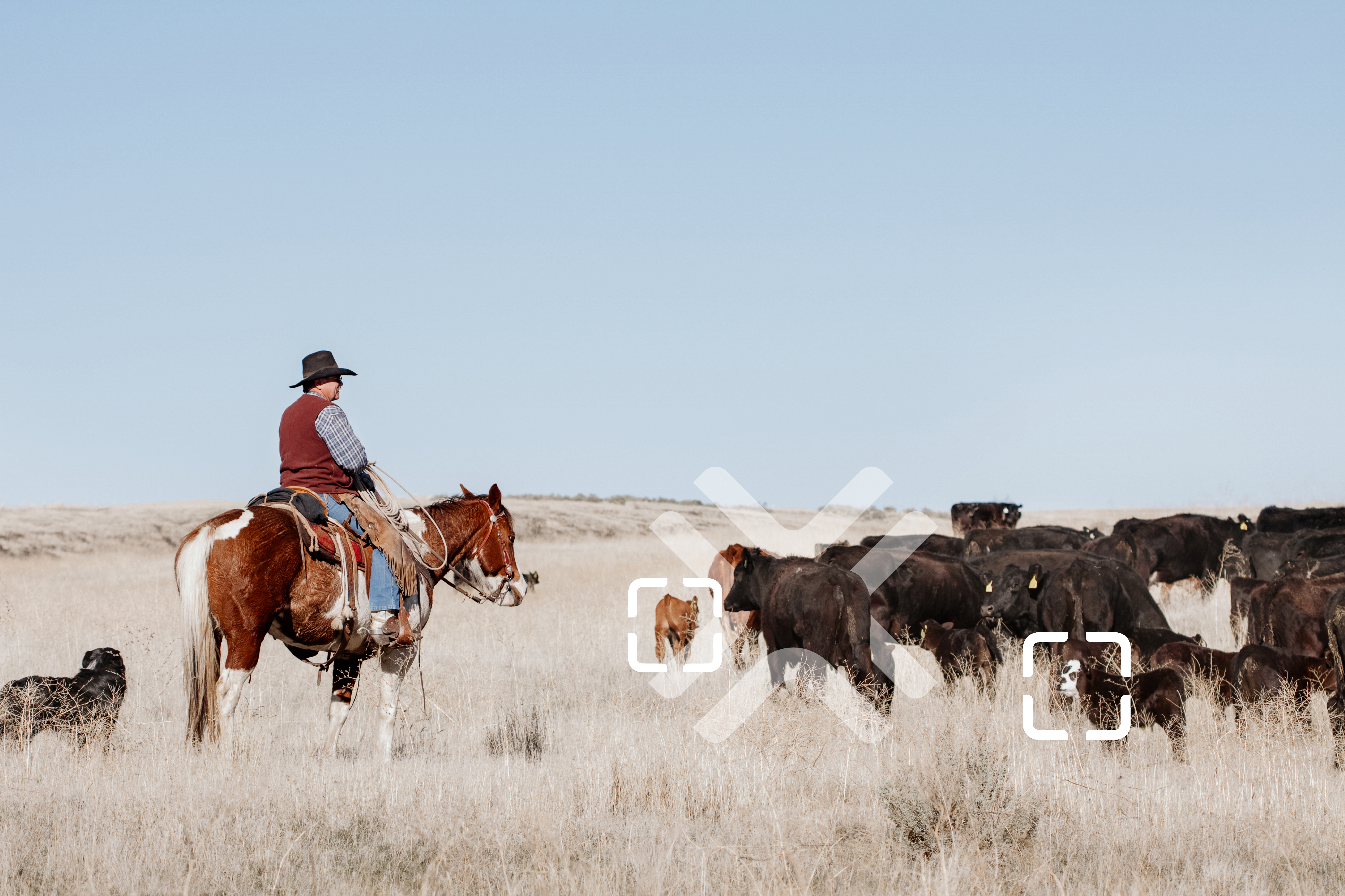 Cowboy managing cattle with GPS satellite ear tags — TerraOptics