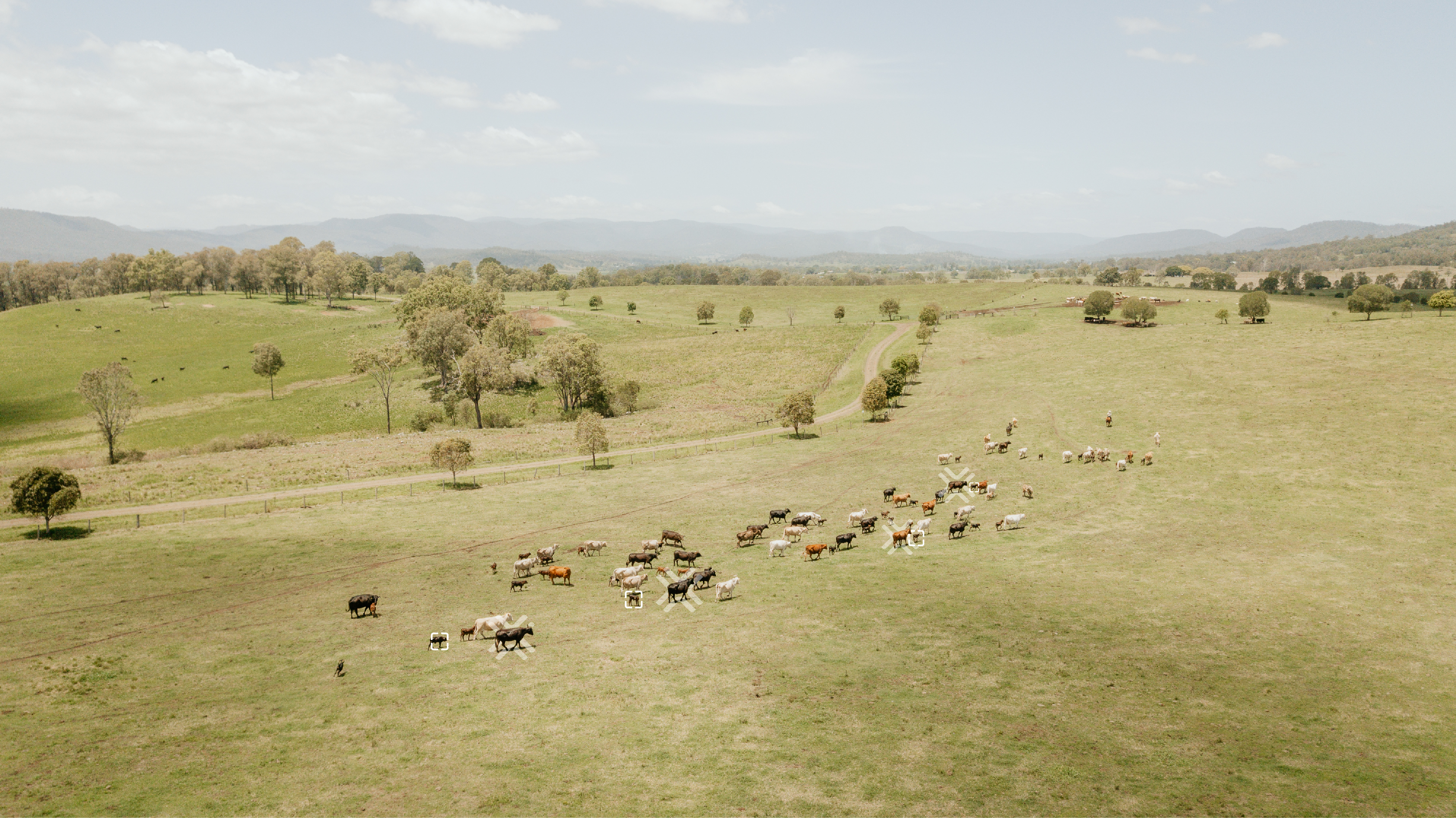 Which GPS cattle tag works for your ranch — satellite, cellular, or LoRa