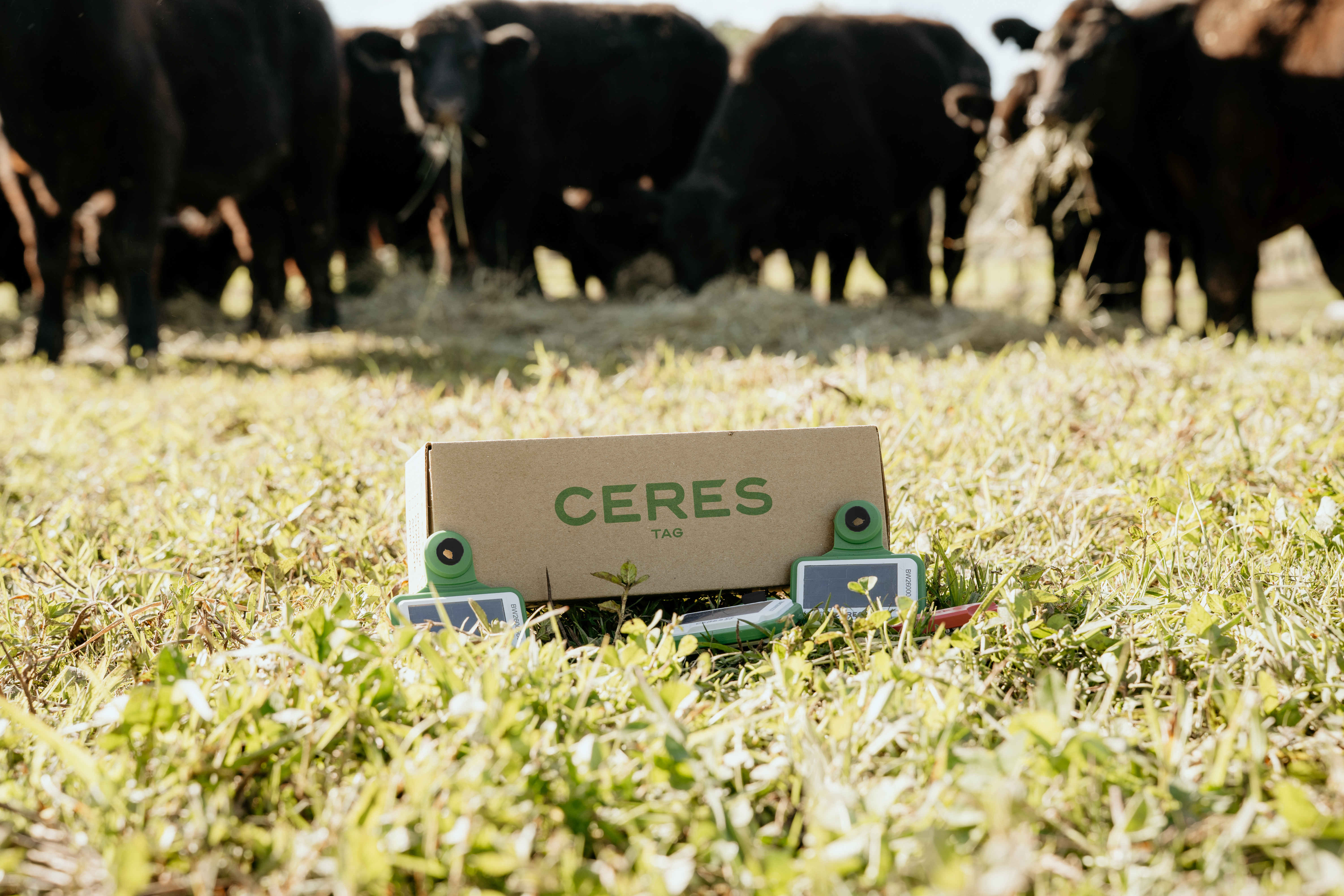 Ceres Tag GPS satellite ear tag on cattle